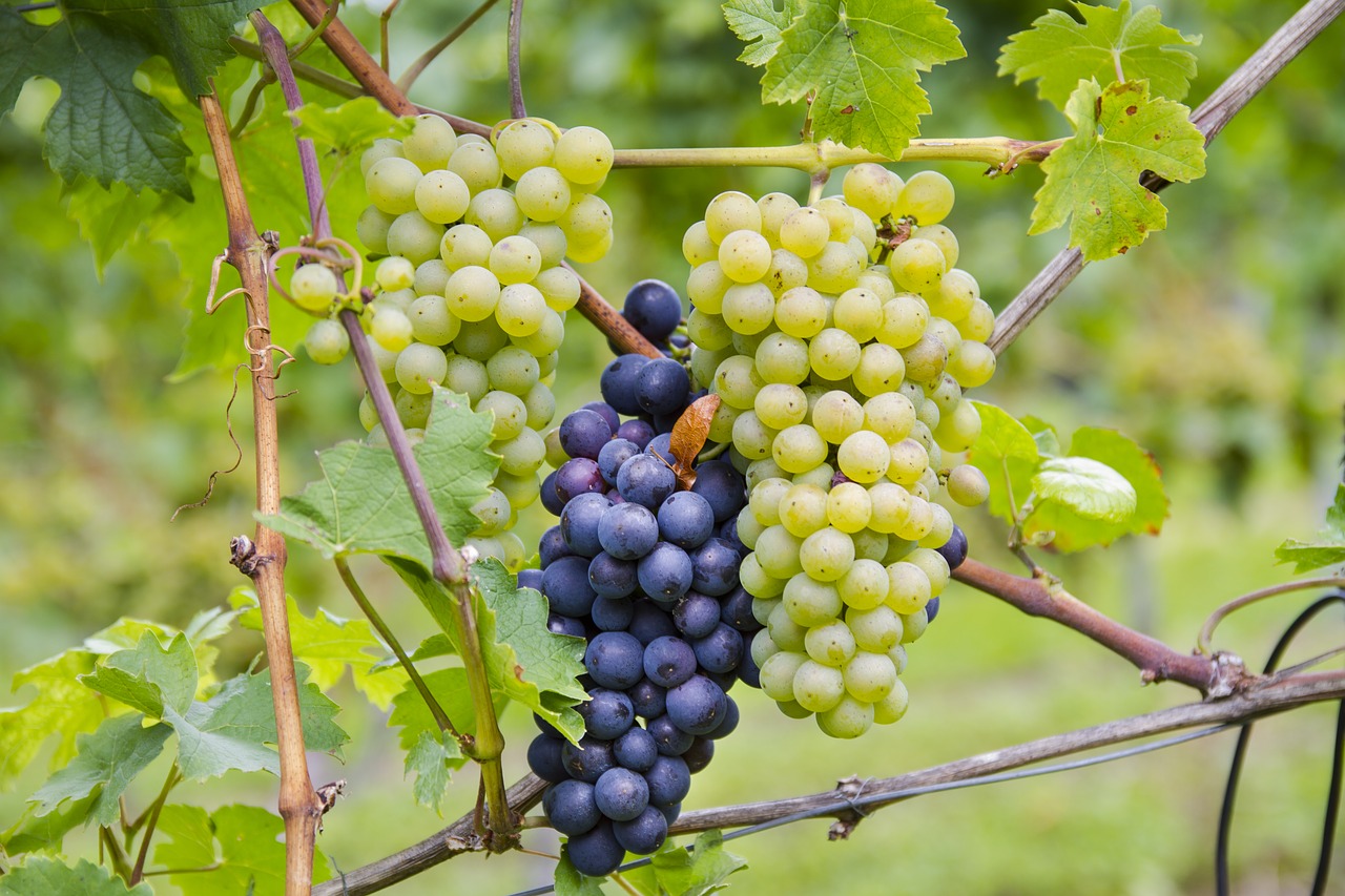 Image - grapes bi color varieties riesling