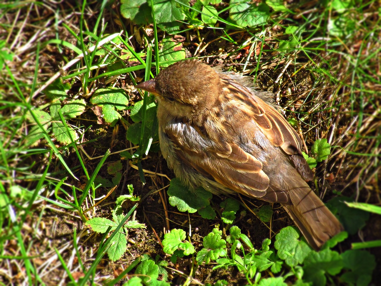 Image - wróbelek bird the sparrow nature