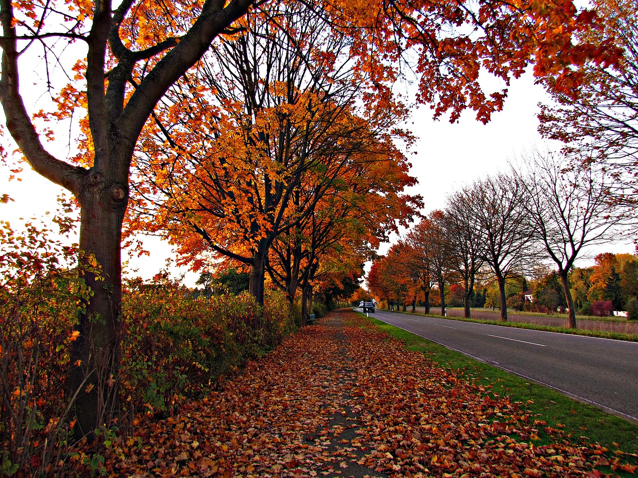 Image - autumn red way foliage colors
