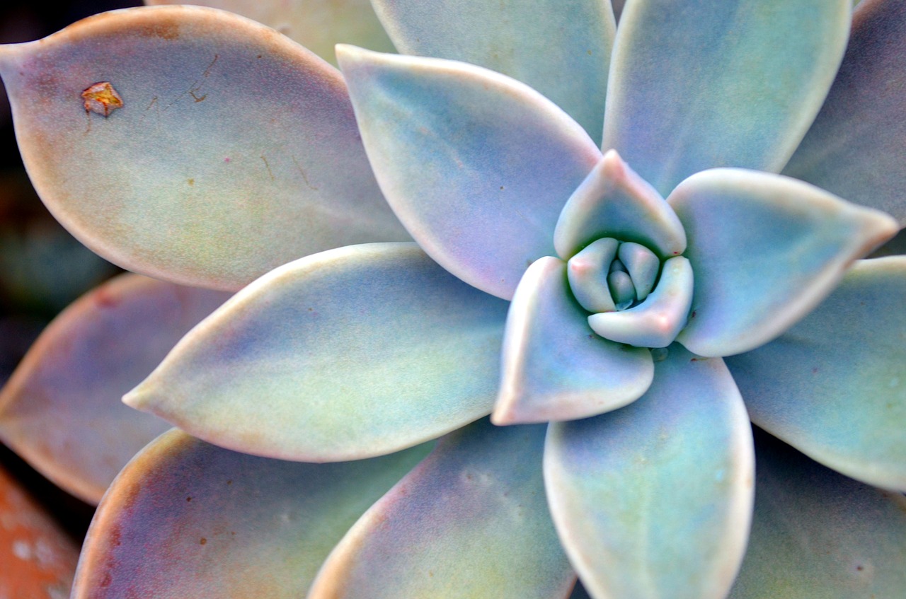 Image - succulent plant star plant green