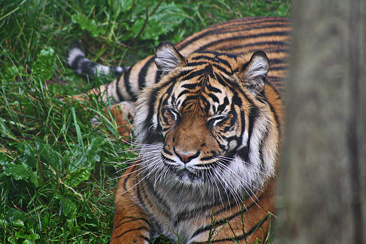 Image - tiger sumatran cat carnivore