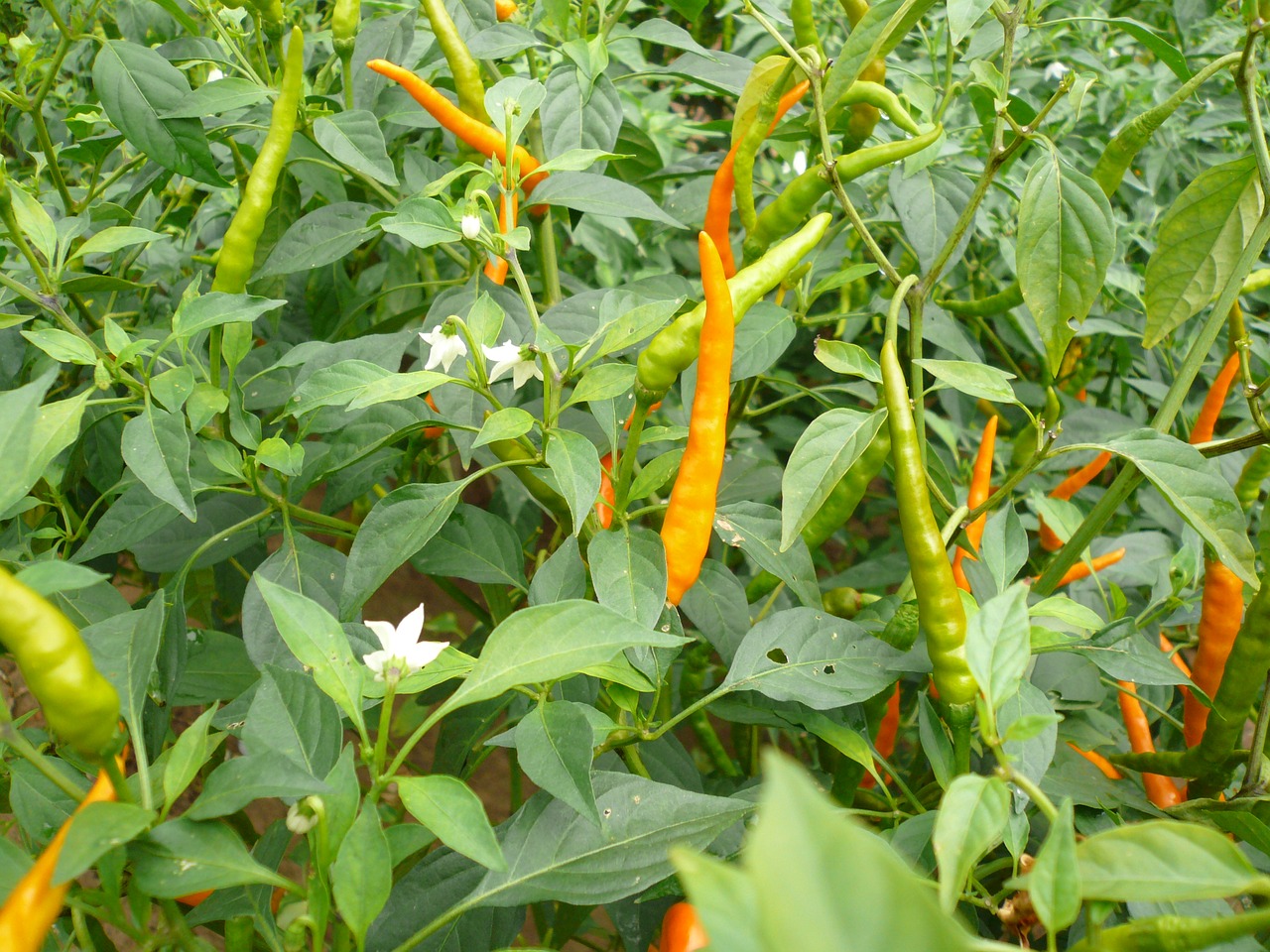 Image - red pepper yellow gong pepper