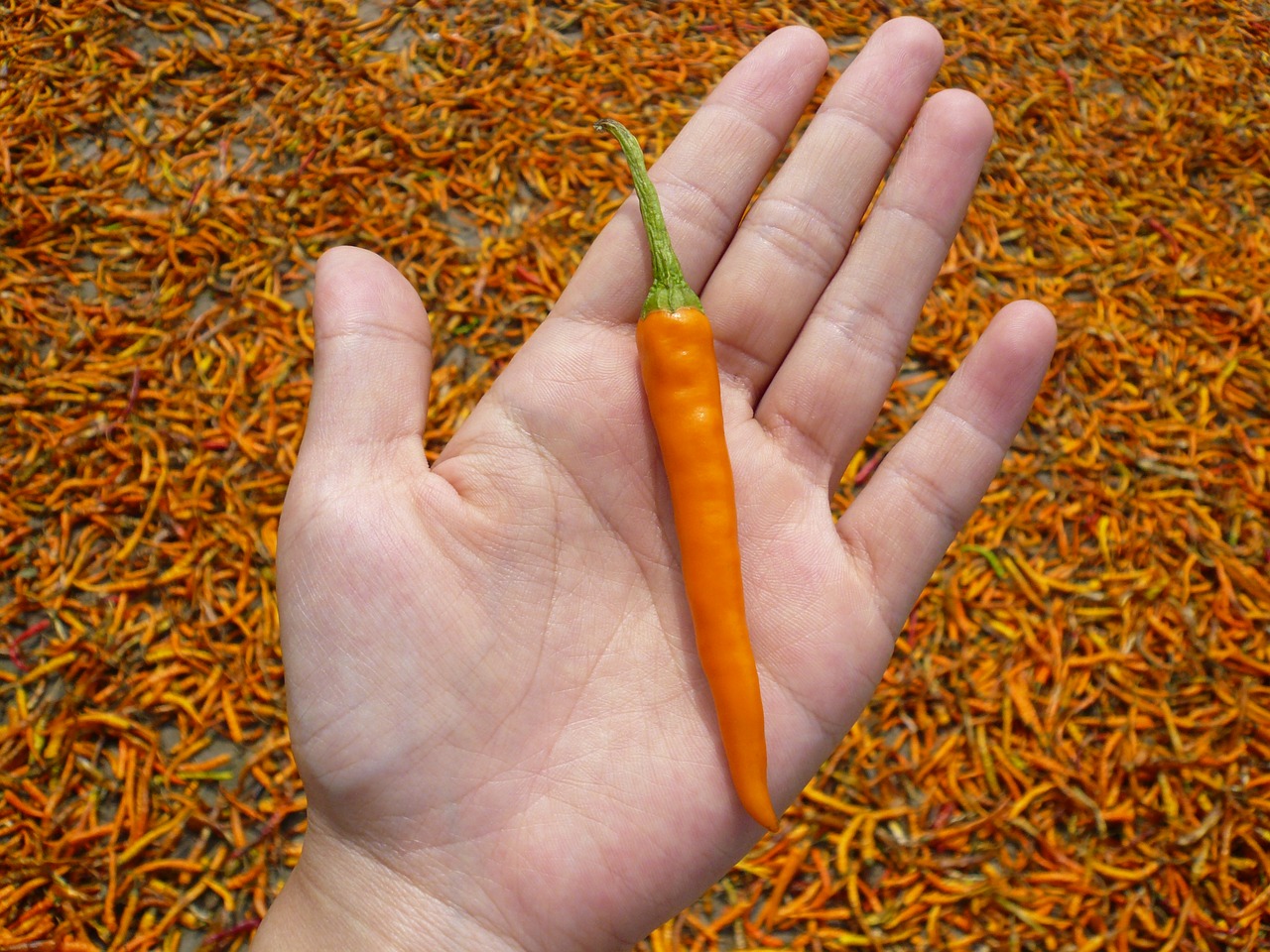 Image - red pepper yellow gong pepper