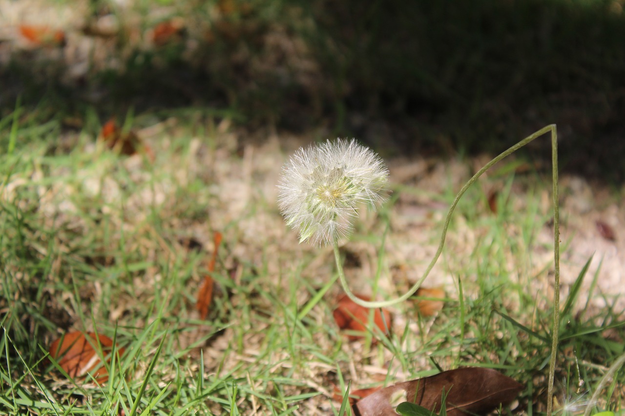 Image - common dandelion flowering