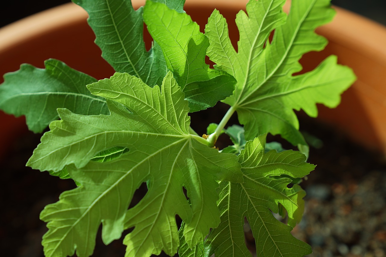 Image - fig plantings common fig