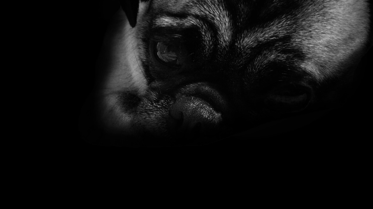 Image - dog pug sad black white eyes