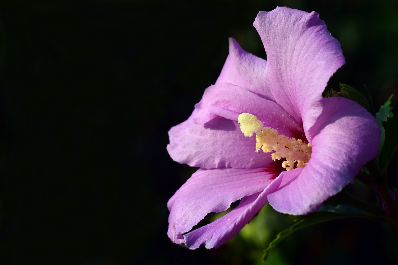 Image - hibiscus blossom bloom flower