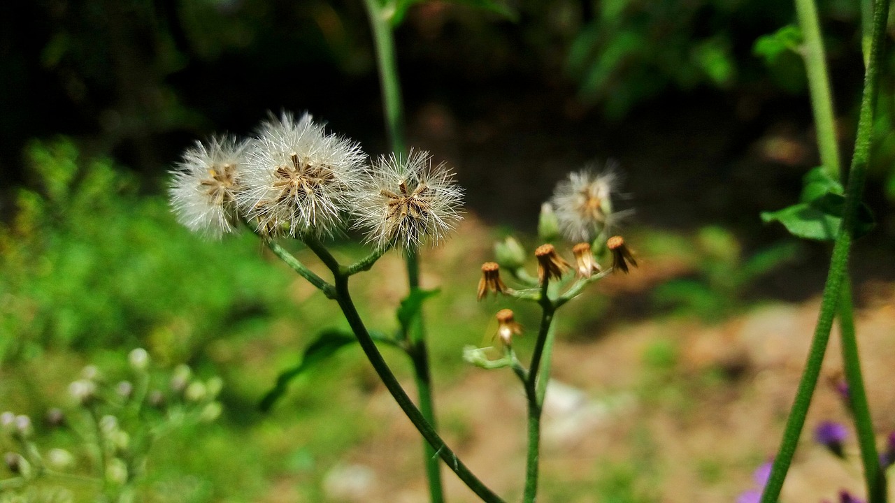 Image - flowers wildflowers cotton grass