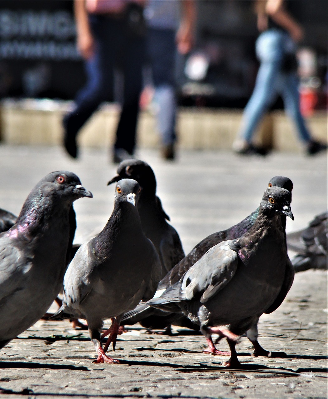 Image - bird pigeon animal turkey fly