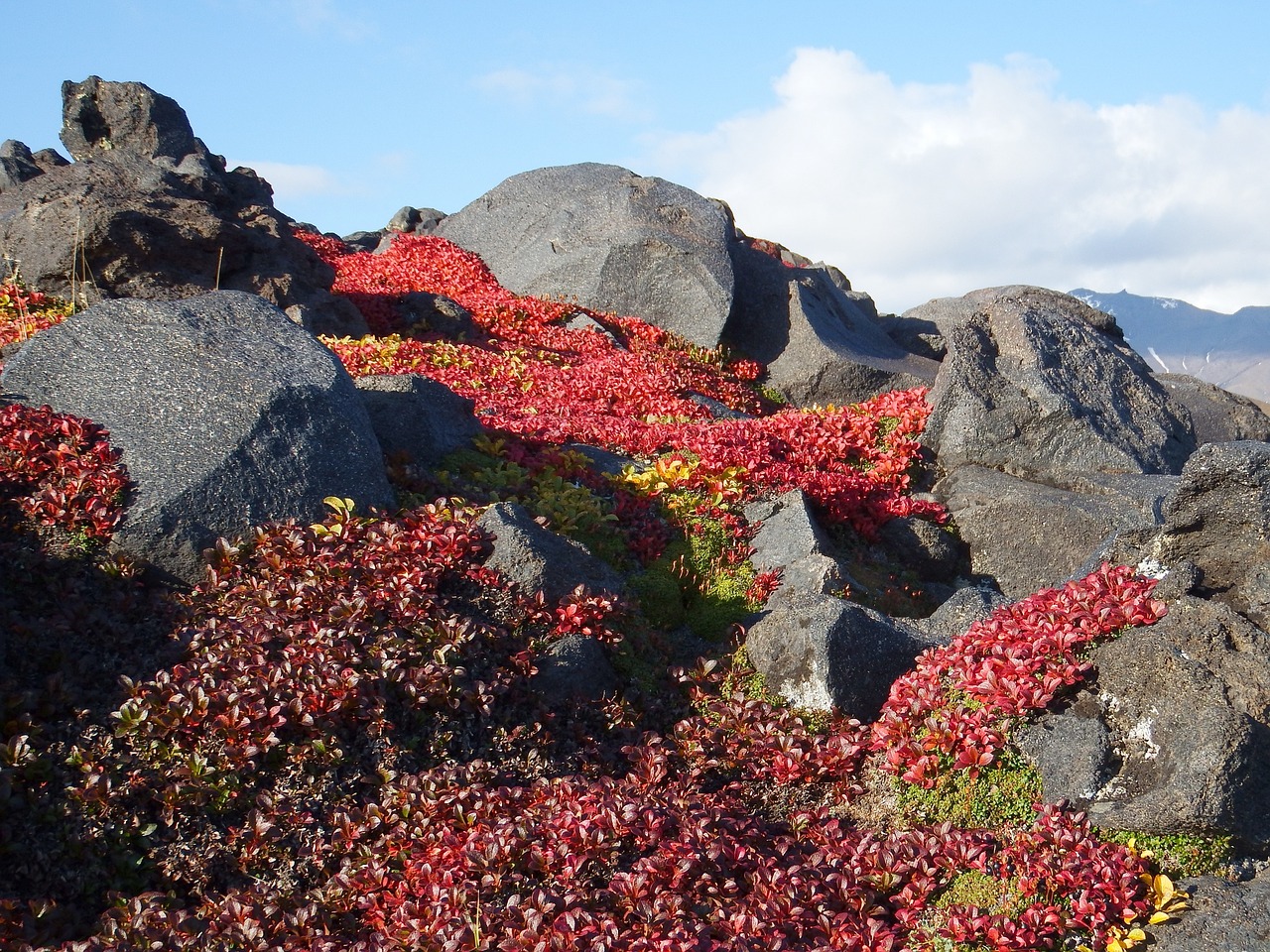 Image - mountains volcano mushrooms tundra