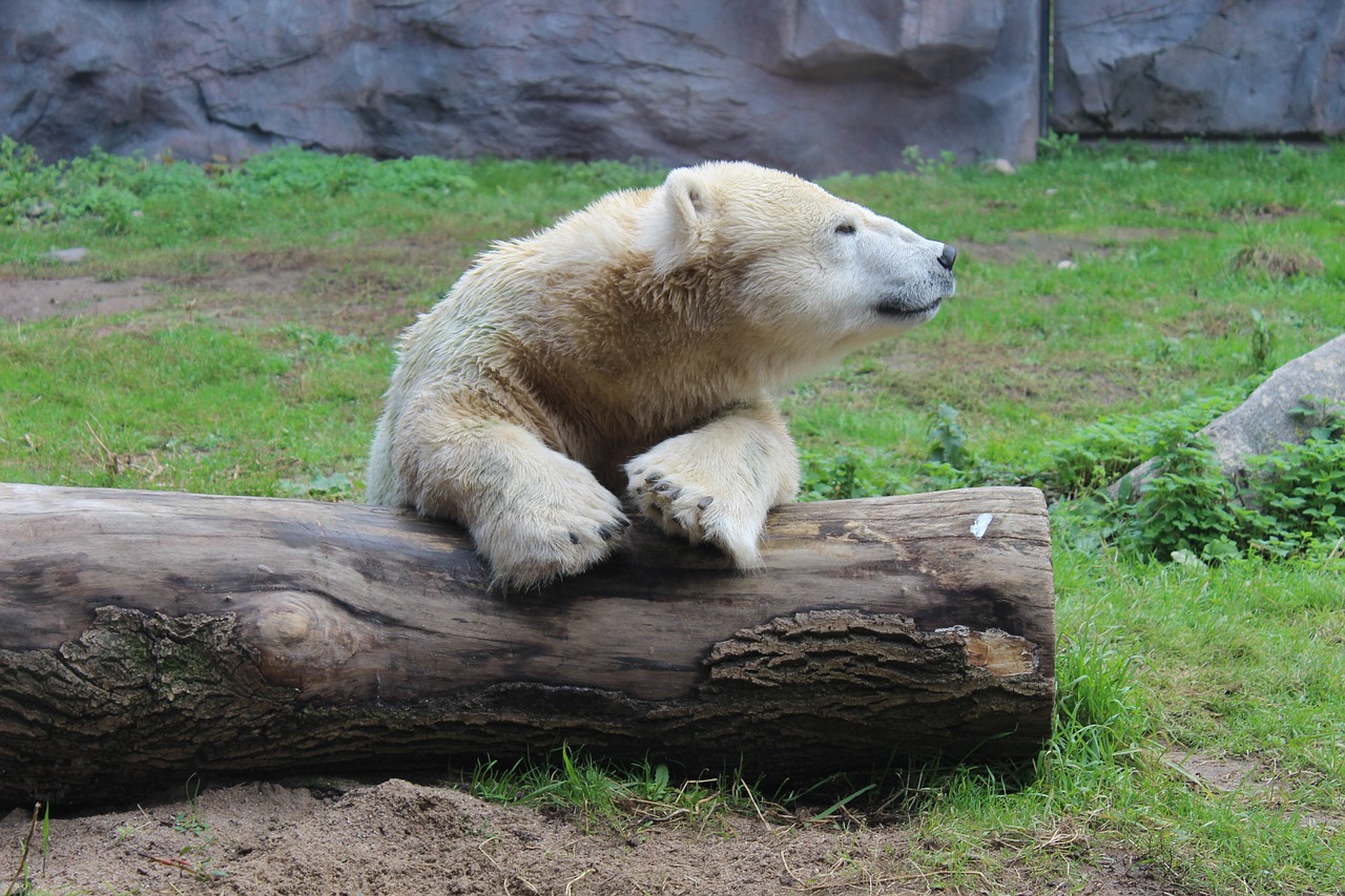 Image - polar bear tree zoo mammal