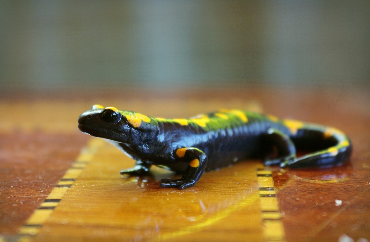 Image - salamander anatolia black yellow