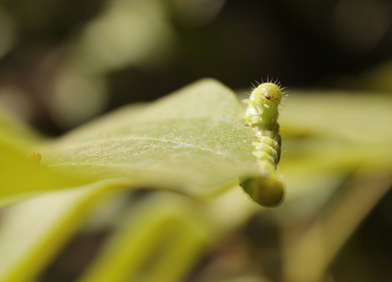 Image - wolf green caterpillar overview