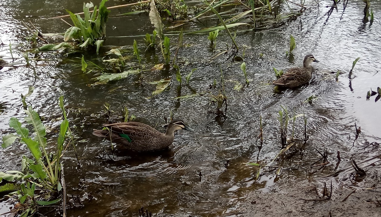 Image - river ripples ducks pacific black