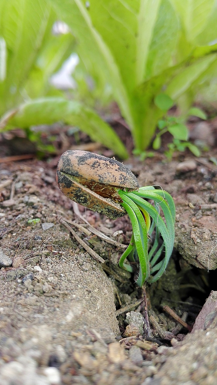 Image - life core plant seed