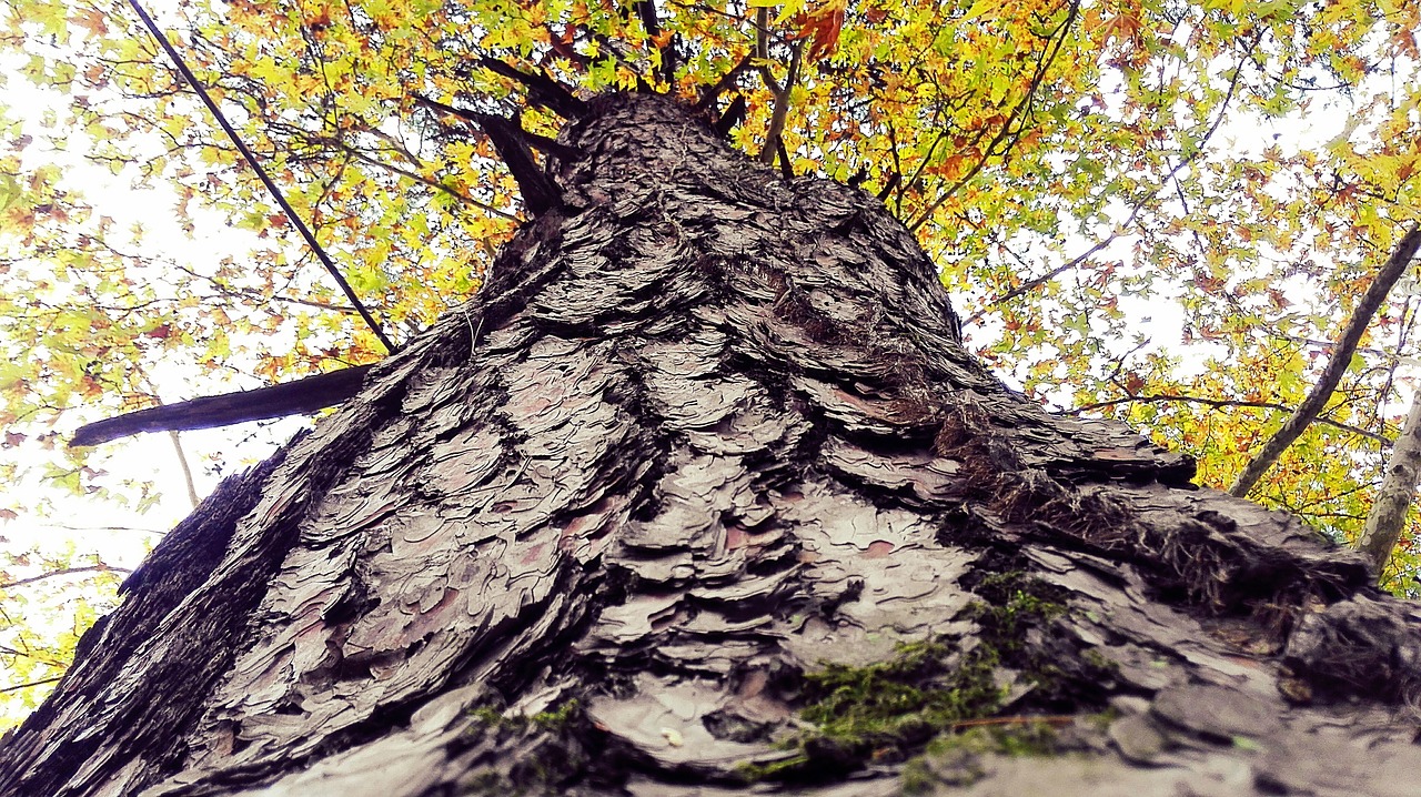 Image - tree shell body