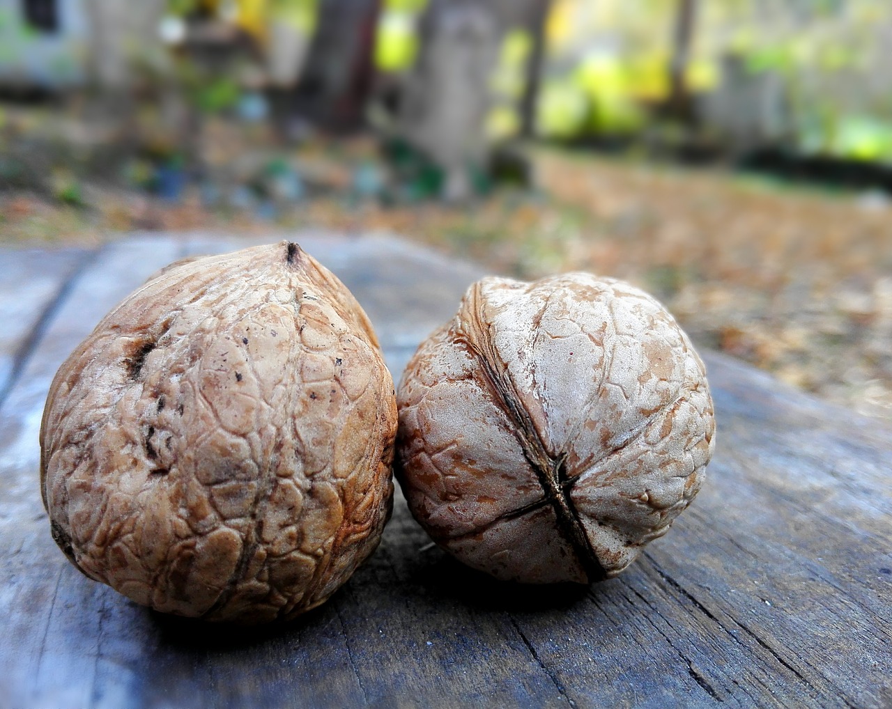 Image - walnut shell artifact