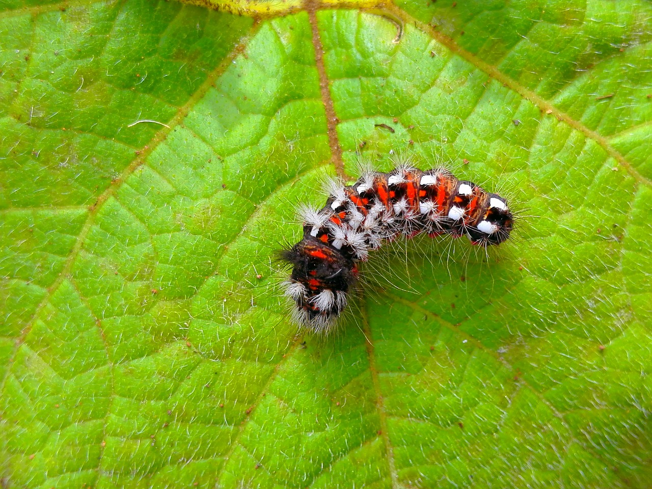 Image - caterpillar leaves green spotted