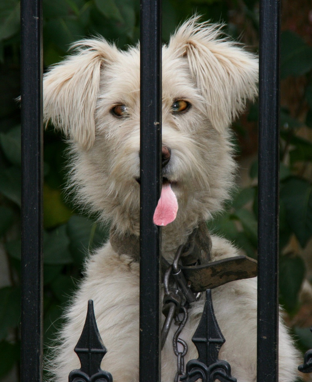 Image - dog language funny white
