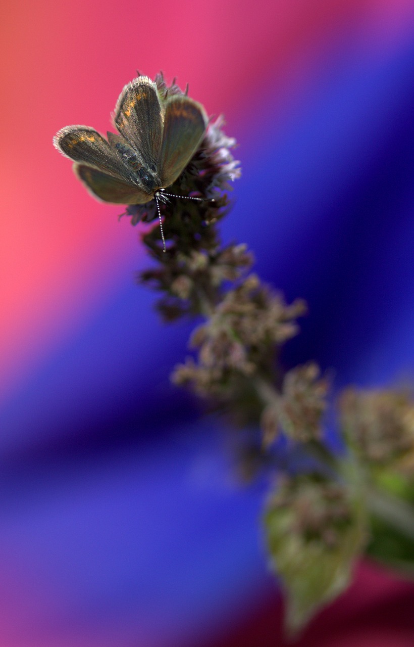 Image - butterfly brown wings insecta