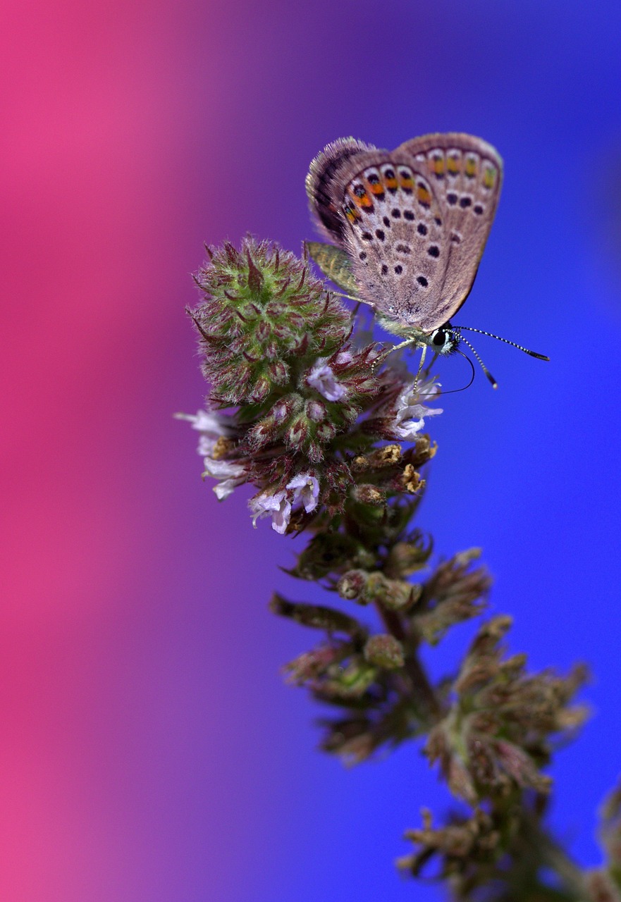 Image - butterfly wings insecta flower