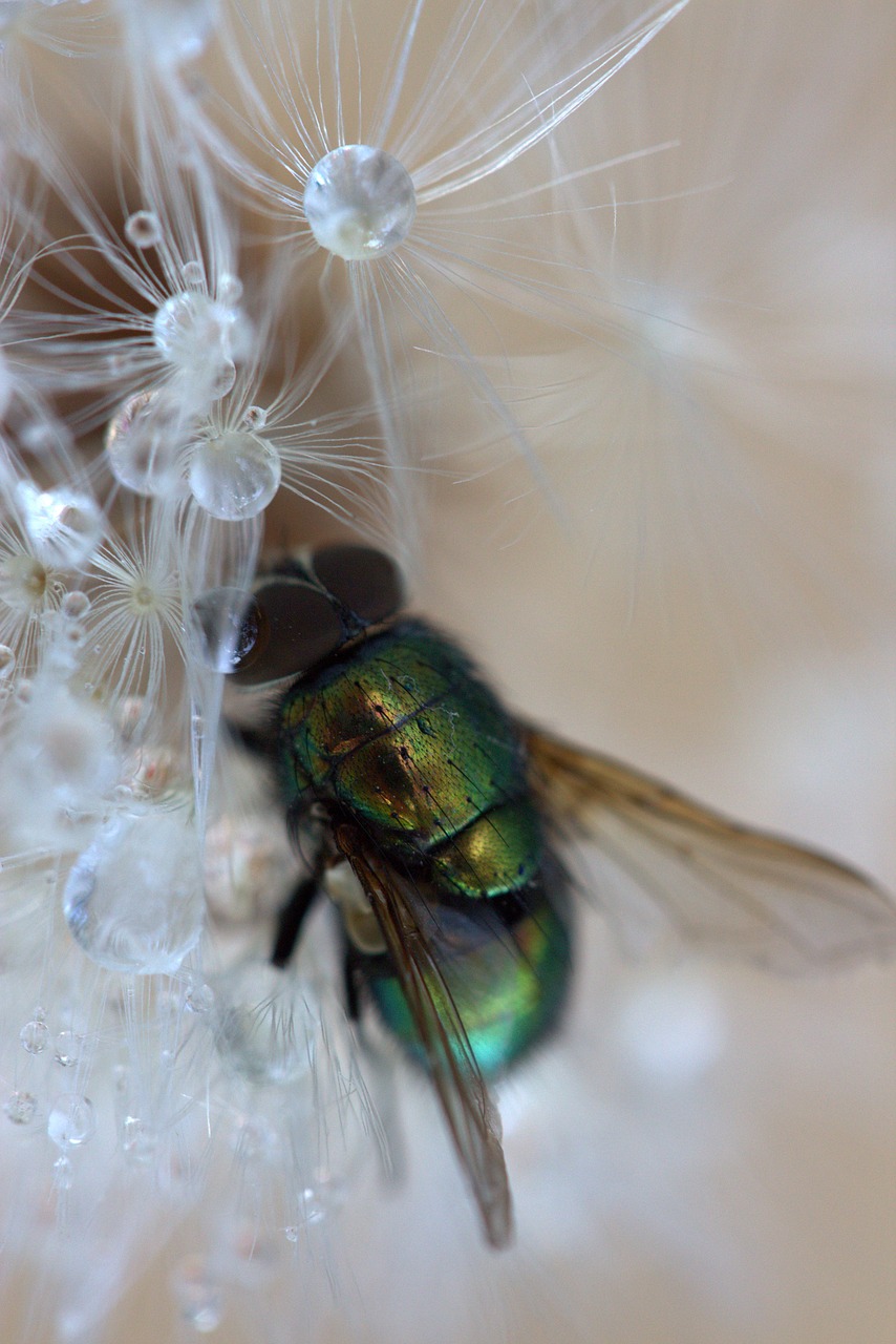 Image - fly dandelion drops macro wet