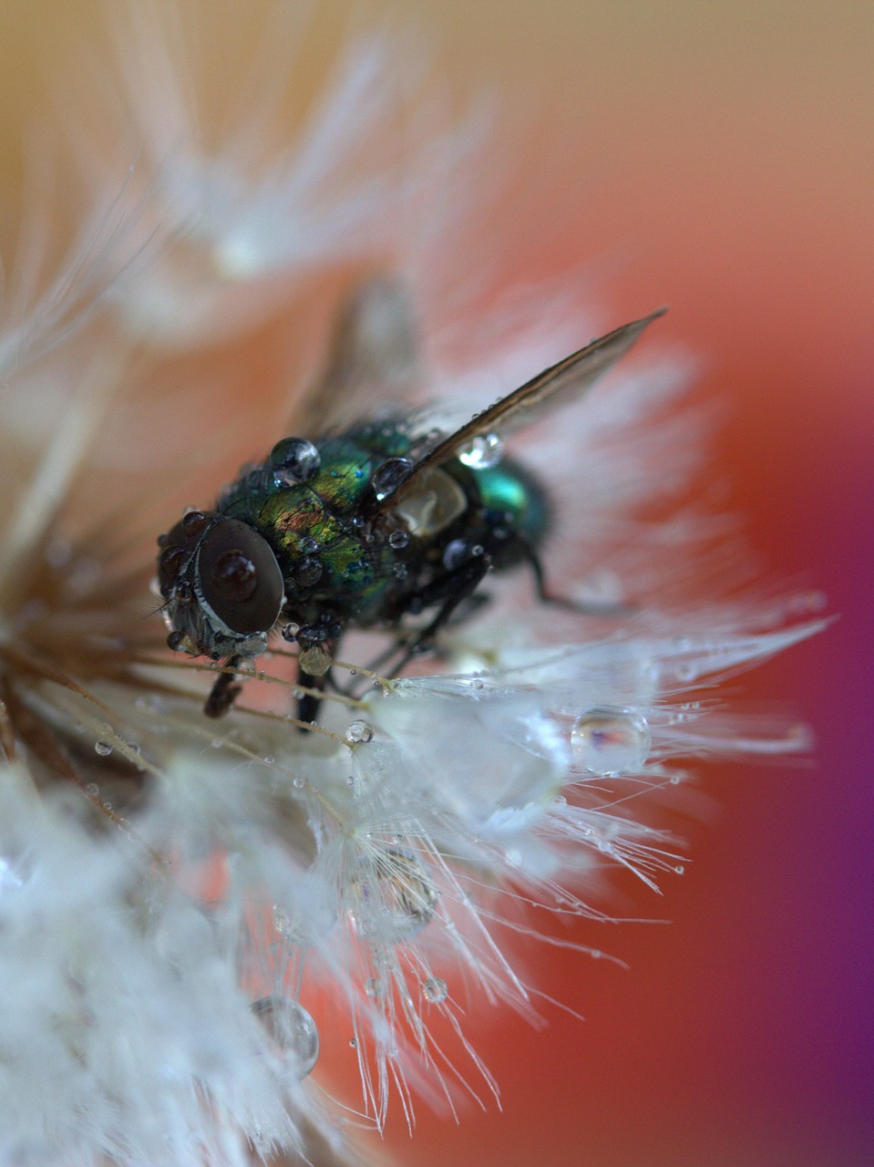 Image - fly dandelion drops macro wet