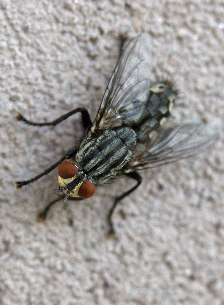 Image - fly insecta rest