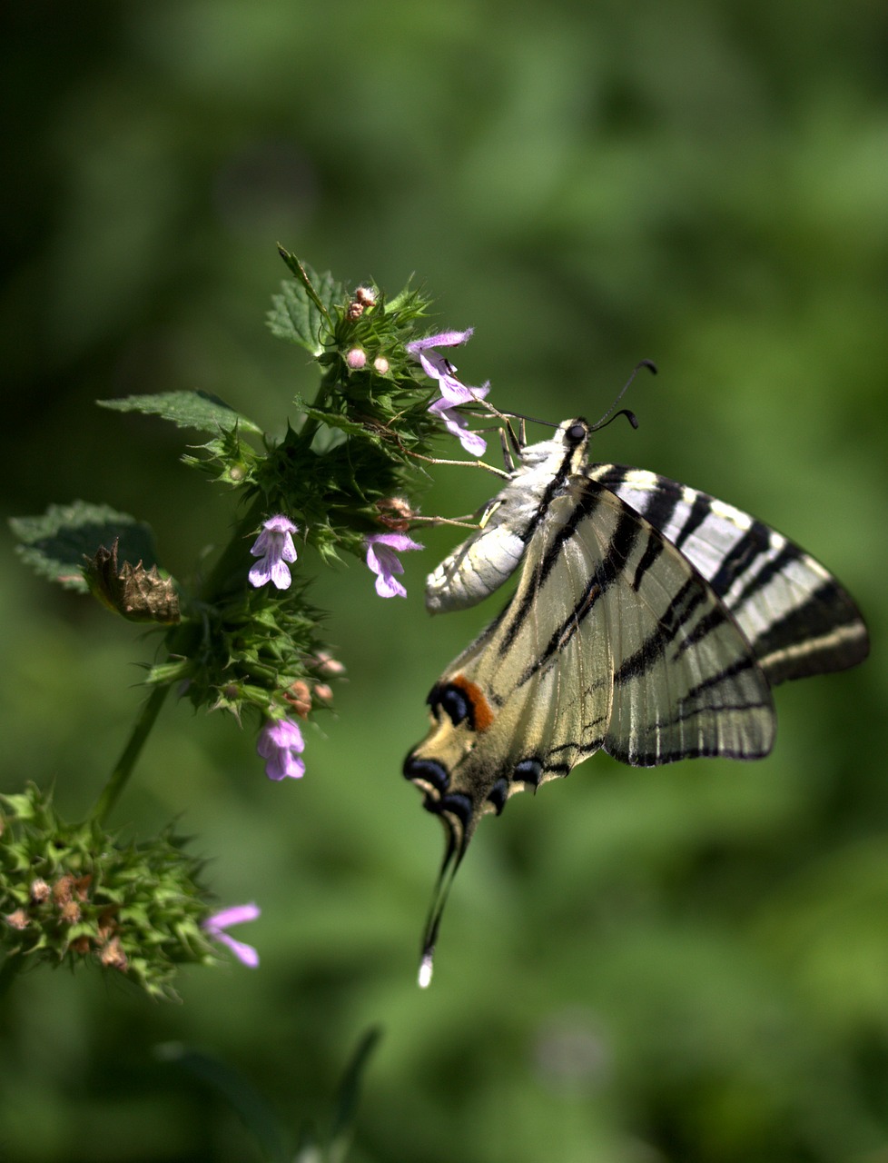 Image - butterfly dovetail insecta flower