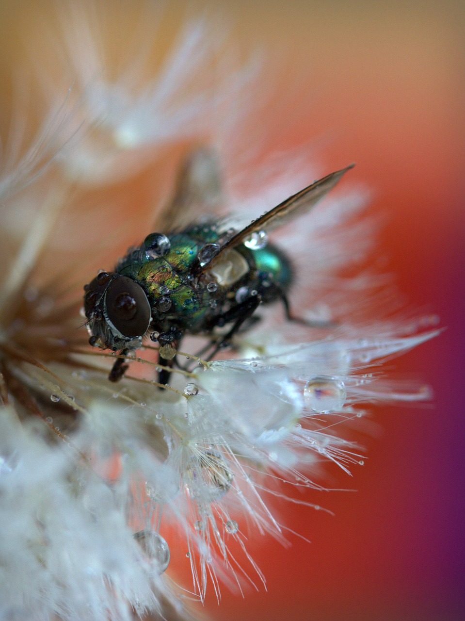 Image - fly dandelion drops macro wet