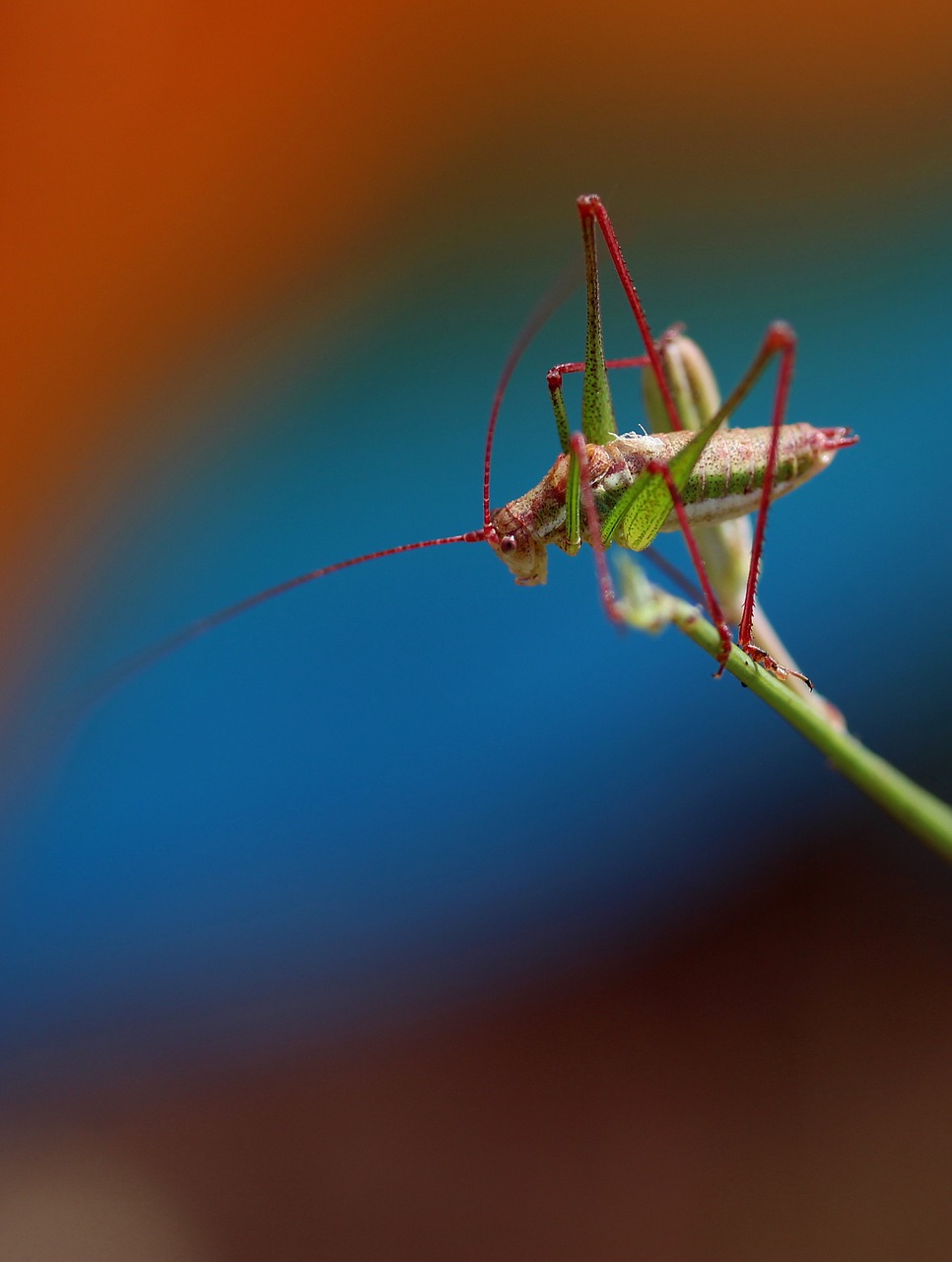 Image - grasshopper plant rest coloring