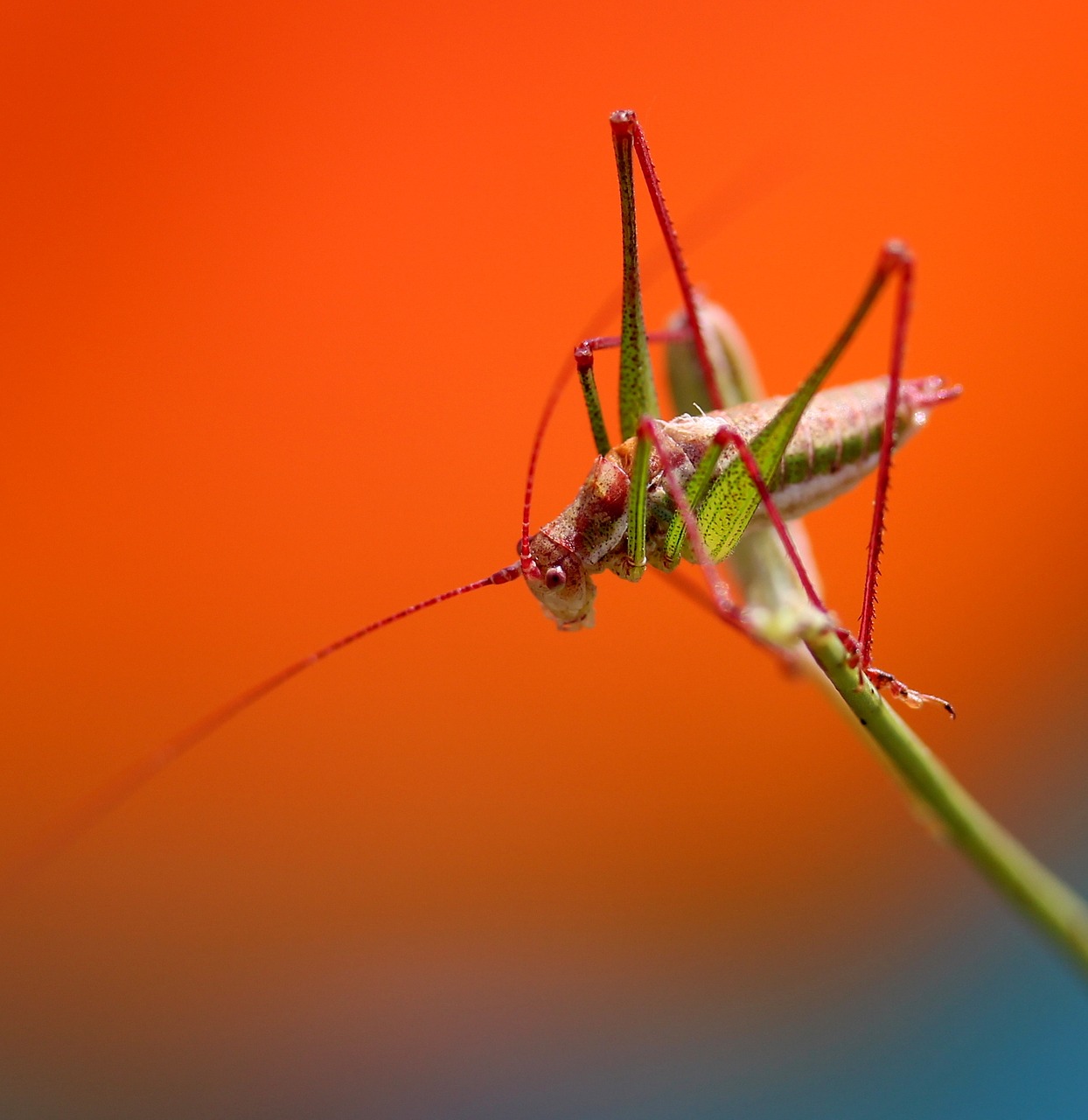 Image - grasshopper plant rest coloring