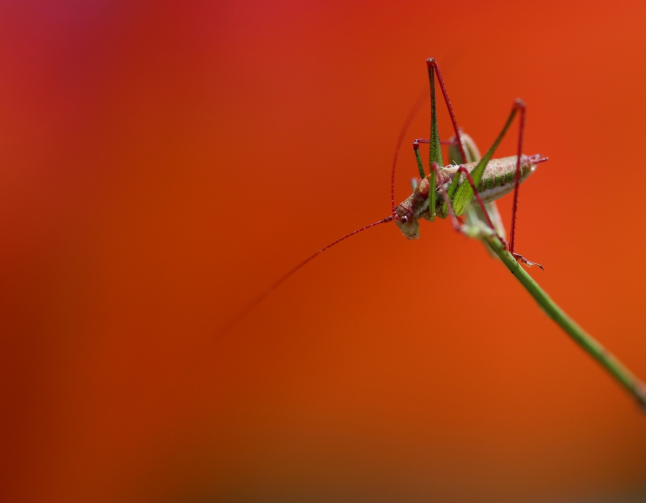 Image - grasshopper plant rest coloring