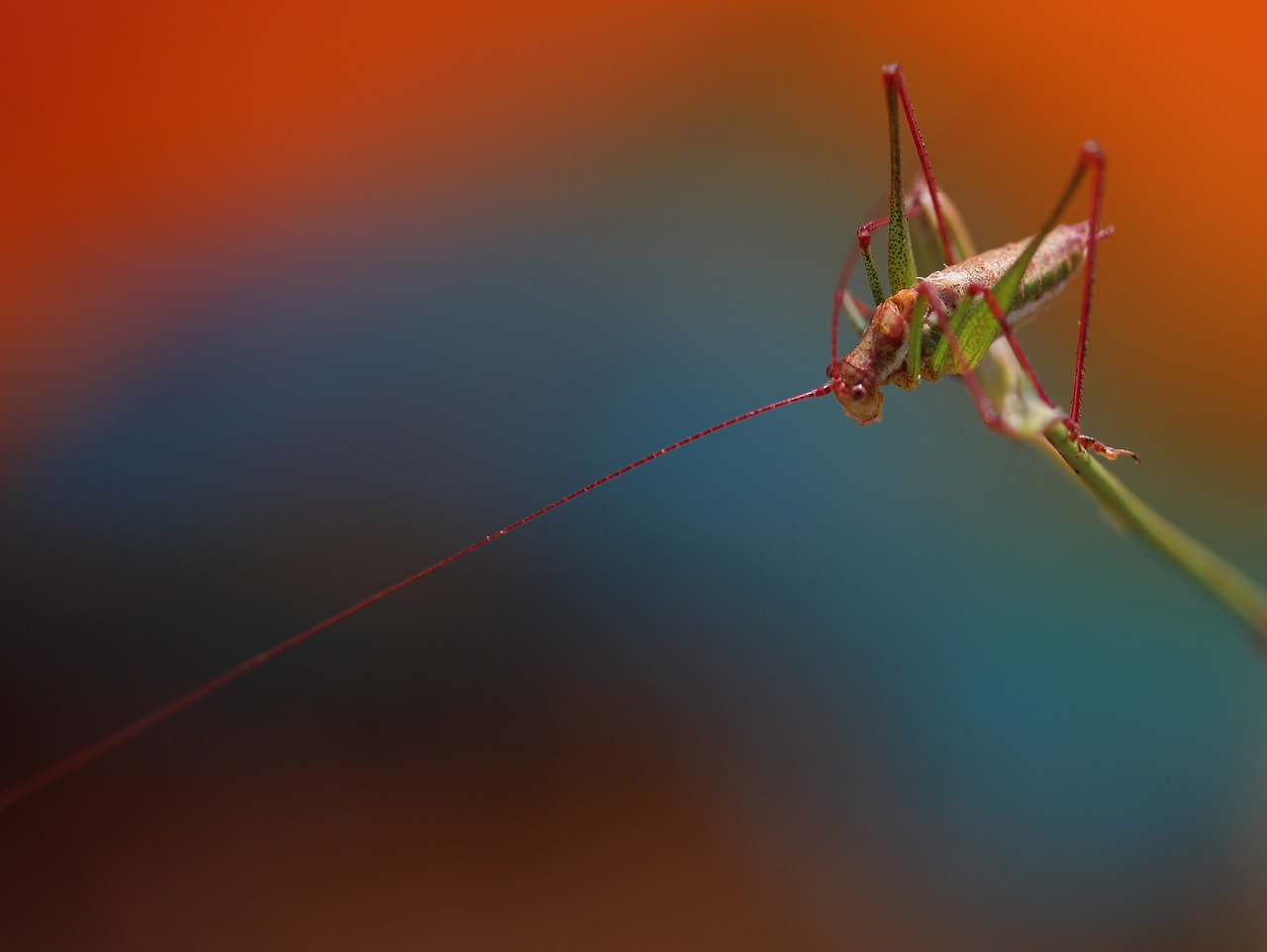 Image - grasshopper plant rest coloring