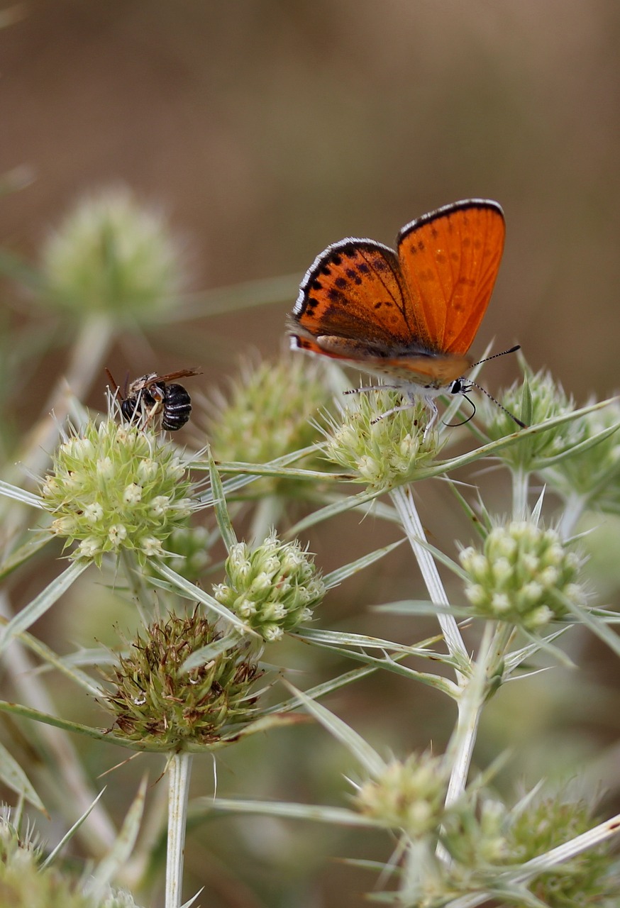 Image - butterfly red wings insecta flower