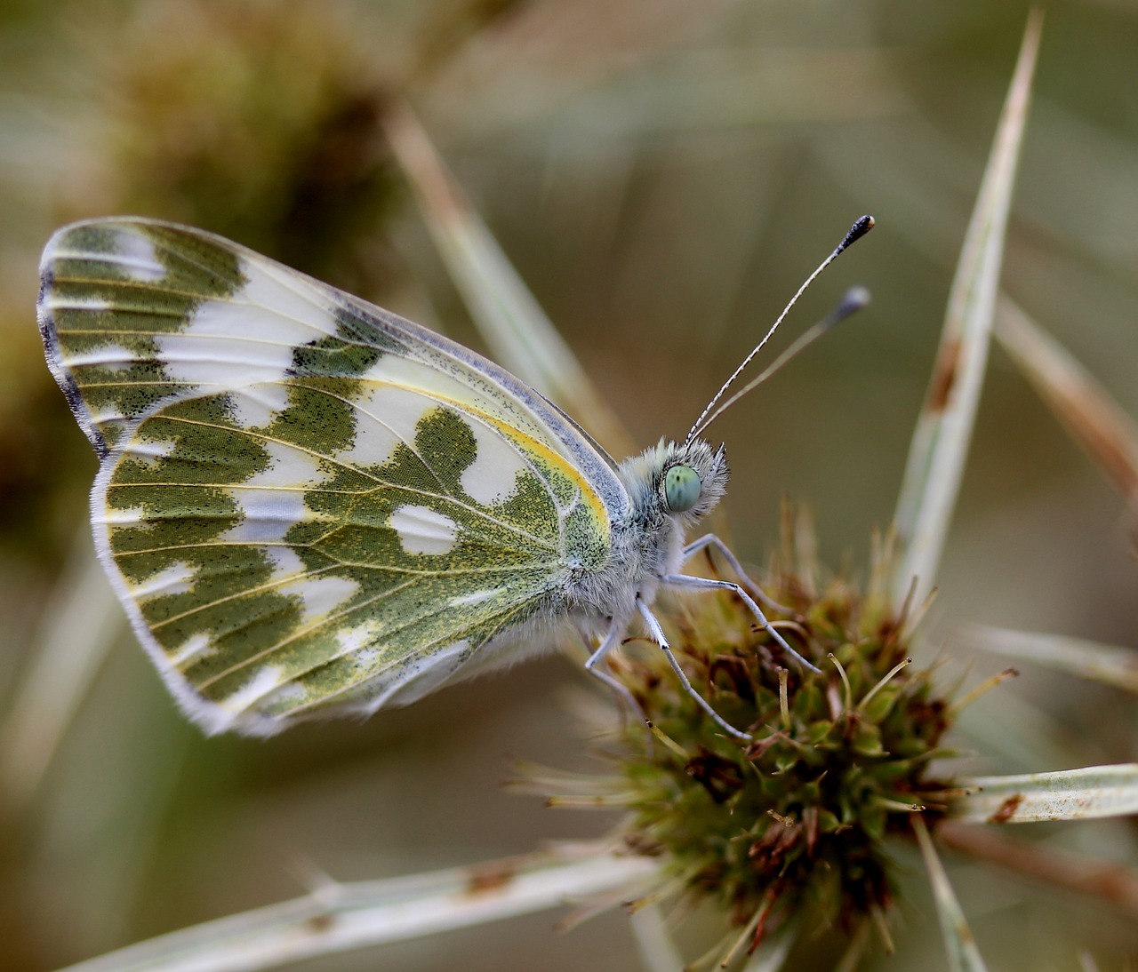 Image - butterfly white insecta wings