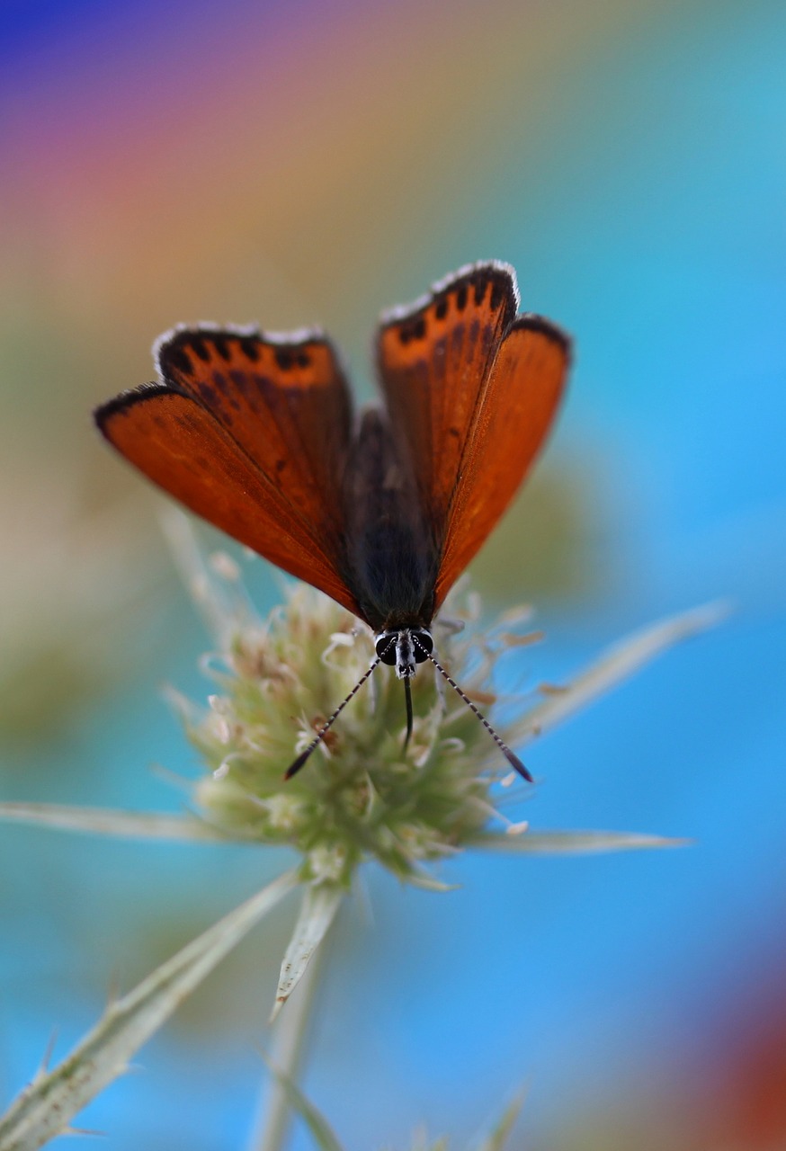 Image - butterfly red wings insecta flower