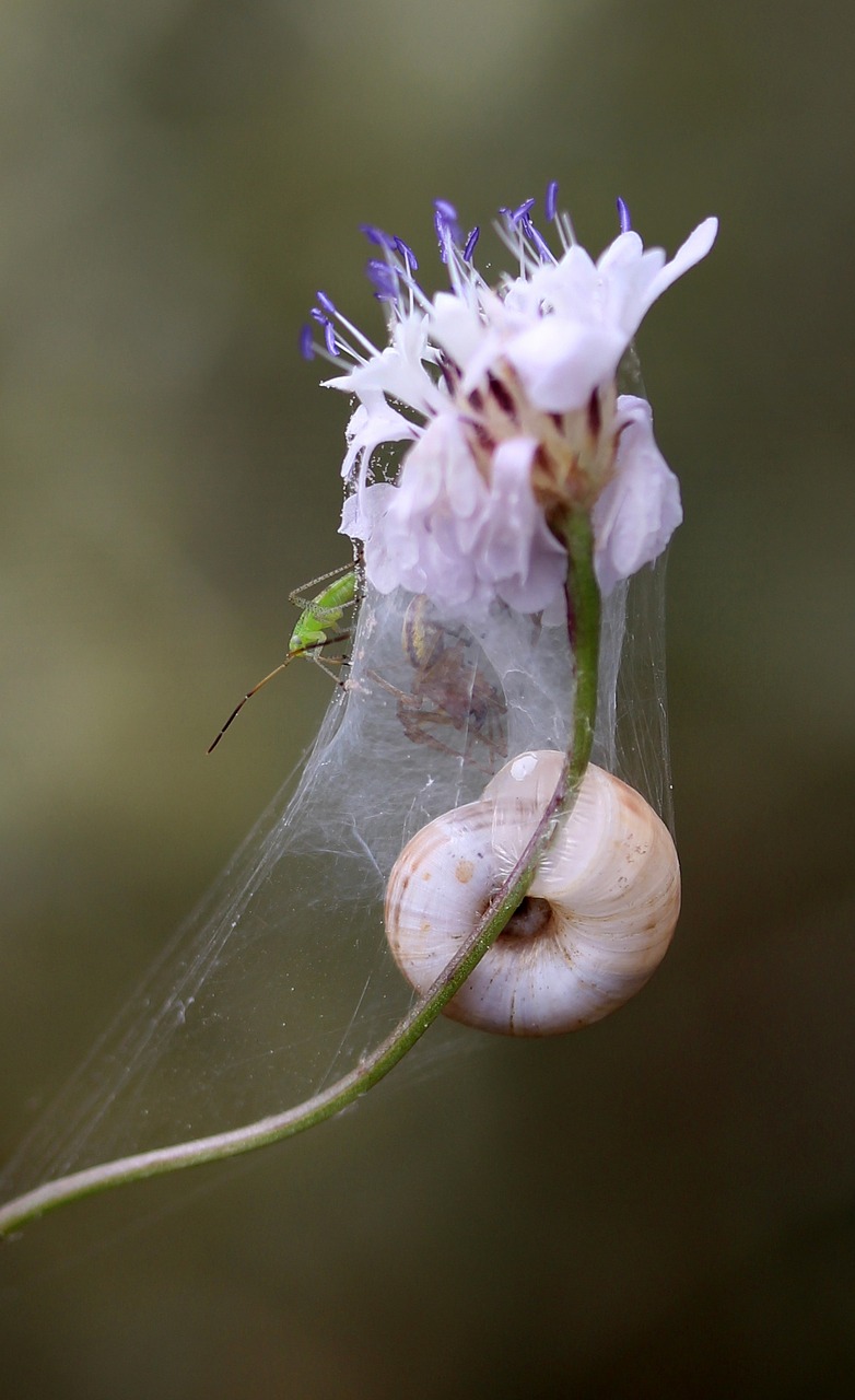 Image - flower snail spider web spider