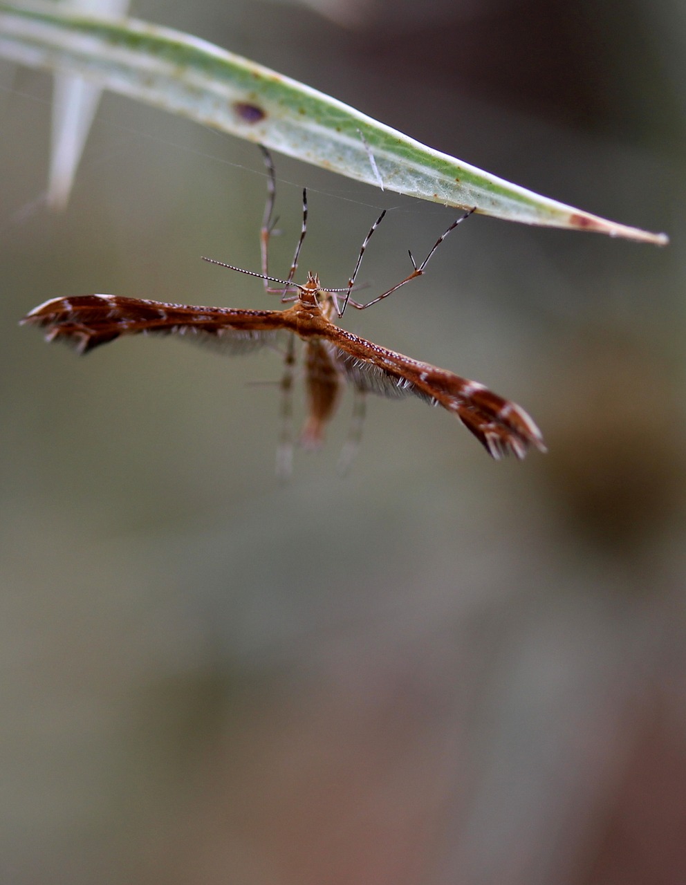 Image - butterfly brown wings insecta leaf