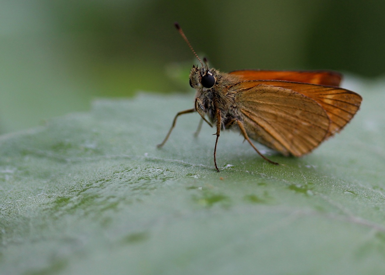 Image - butterfly brown wings insecta leaf