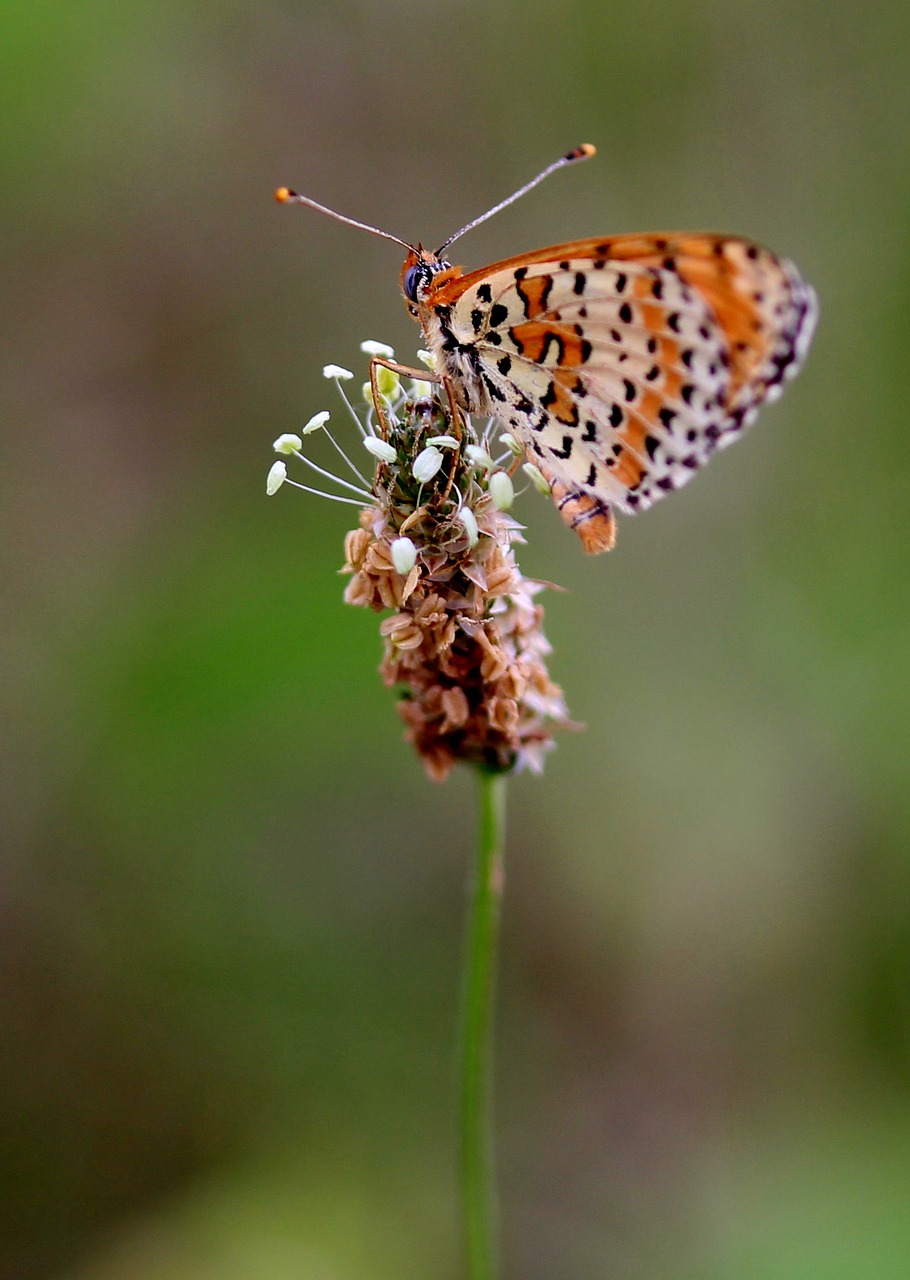 Image - butterfly red wings insecta flower