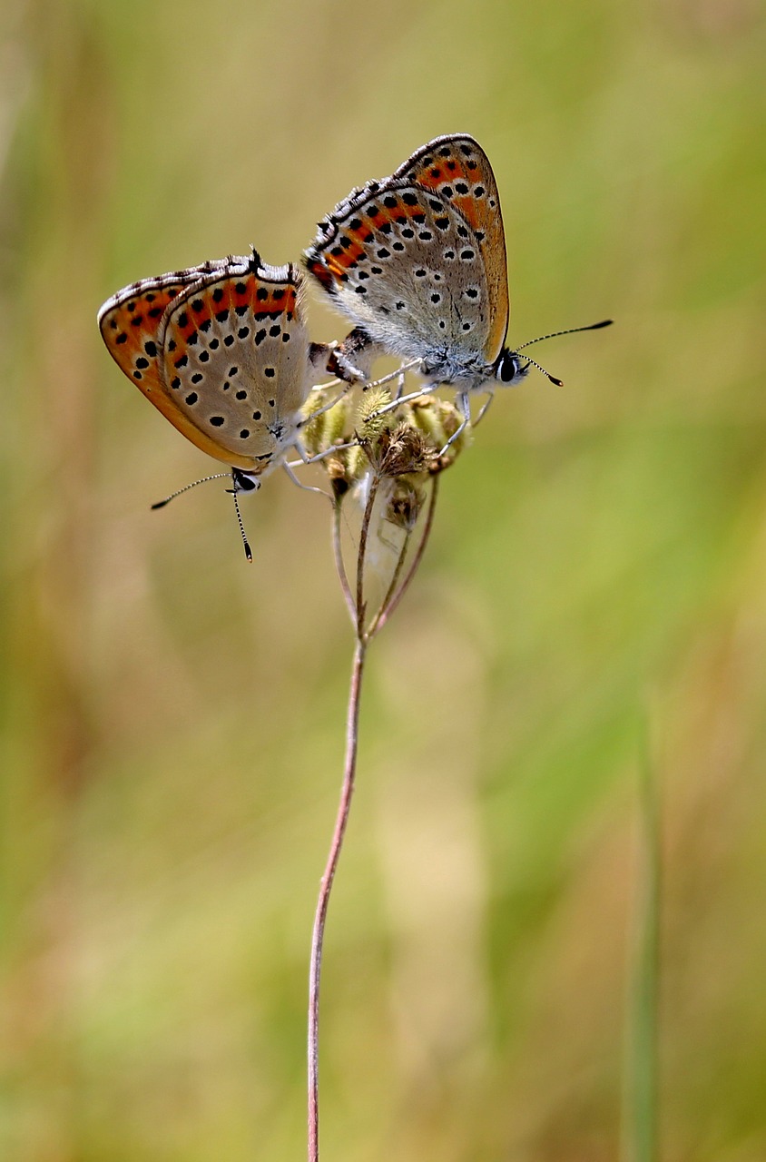 Image - butterfly pair mating red wings