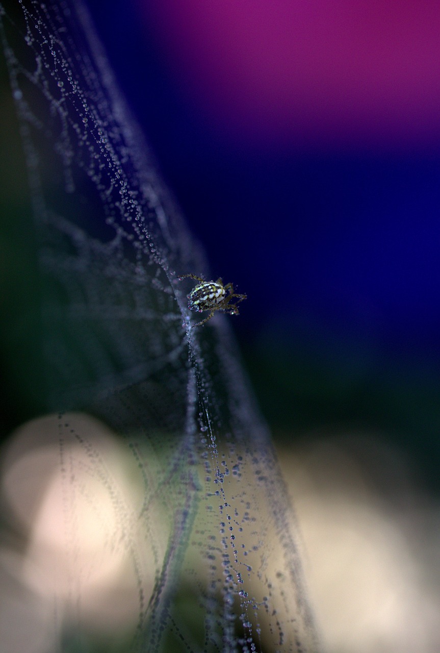 Image - spider spider web drops hooked