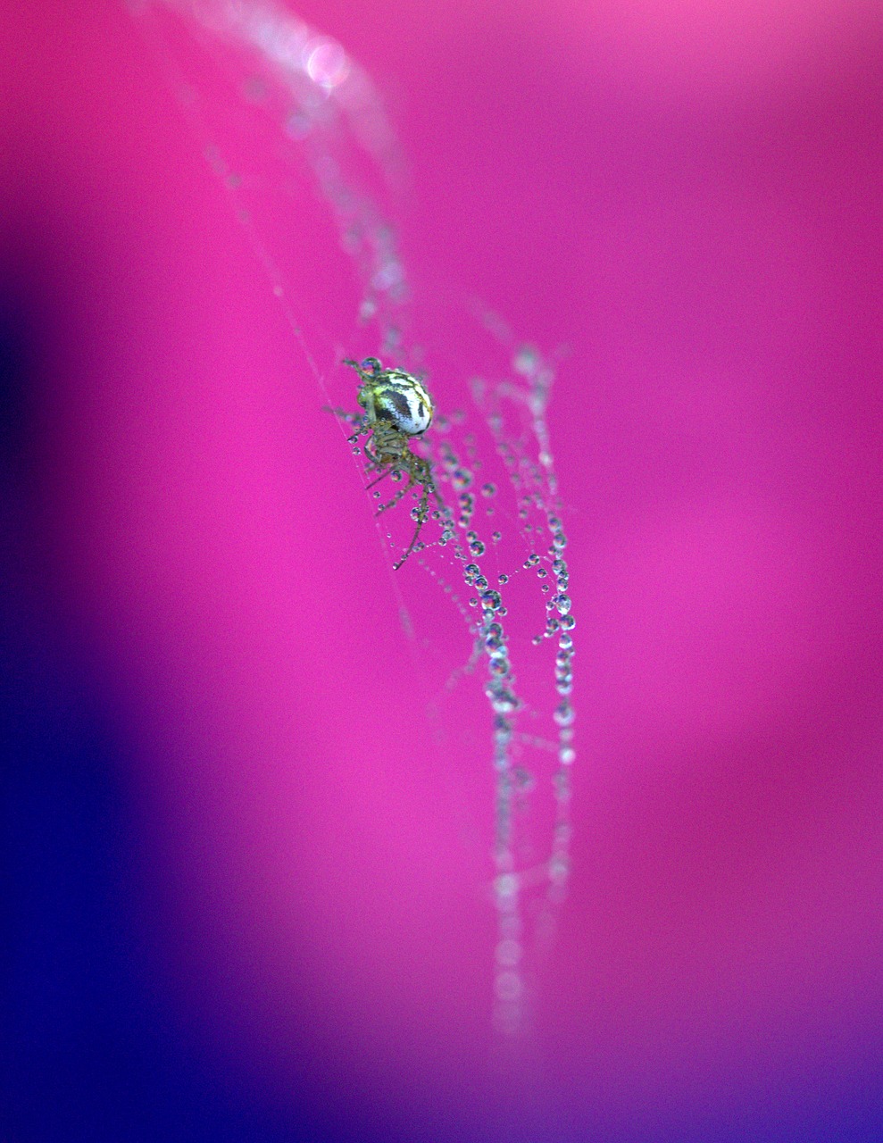 Image - spider spider web drops hooked