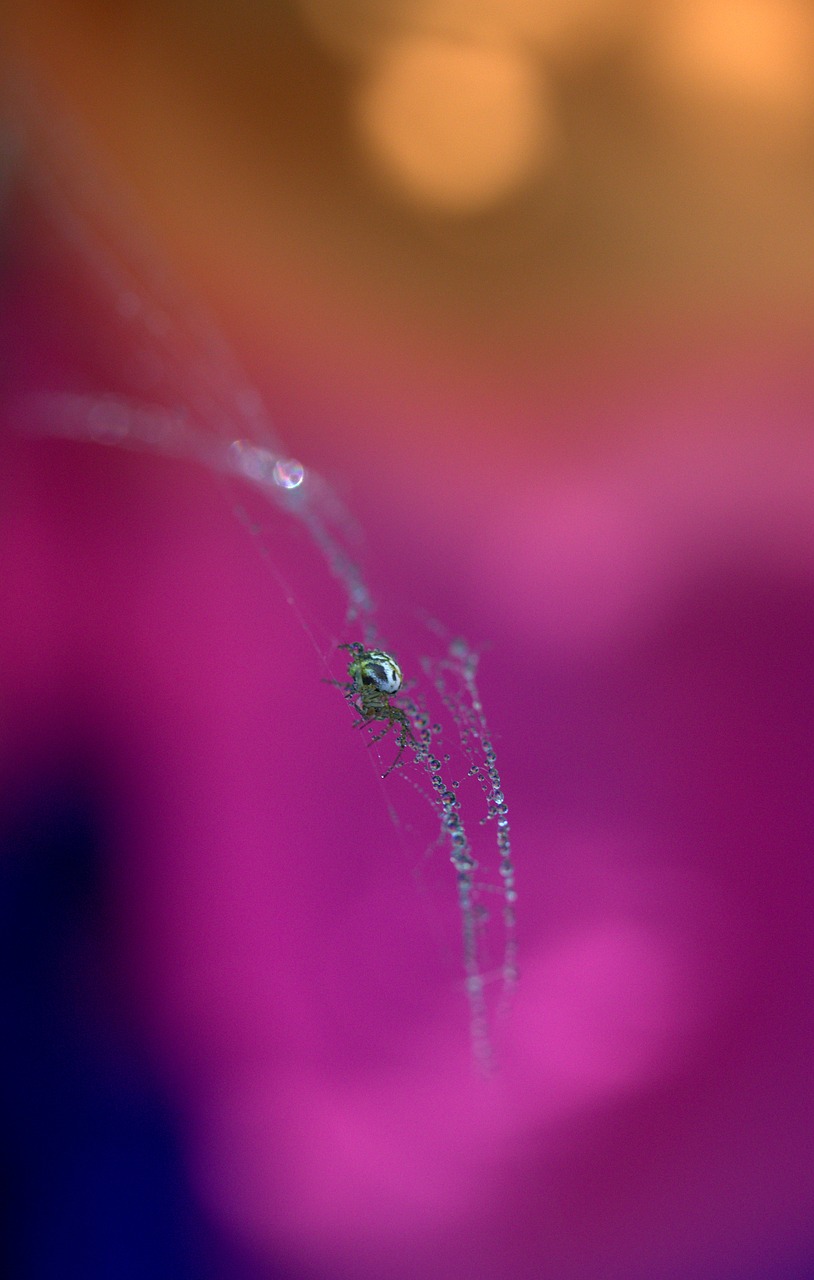 Image - spider spider web drops hooked