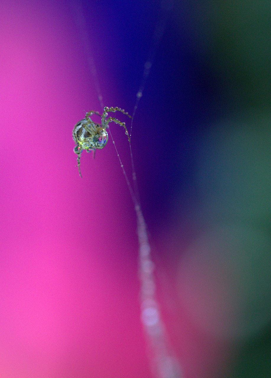 Image - spider spider web drops hooked