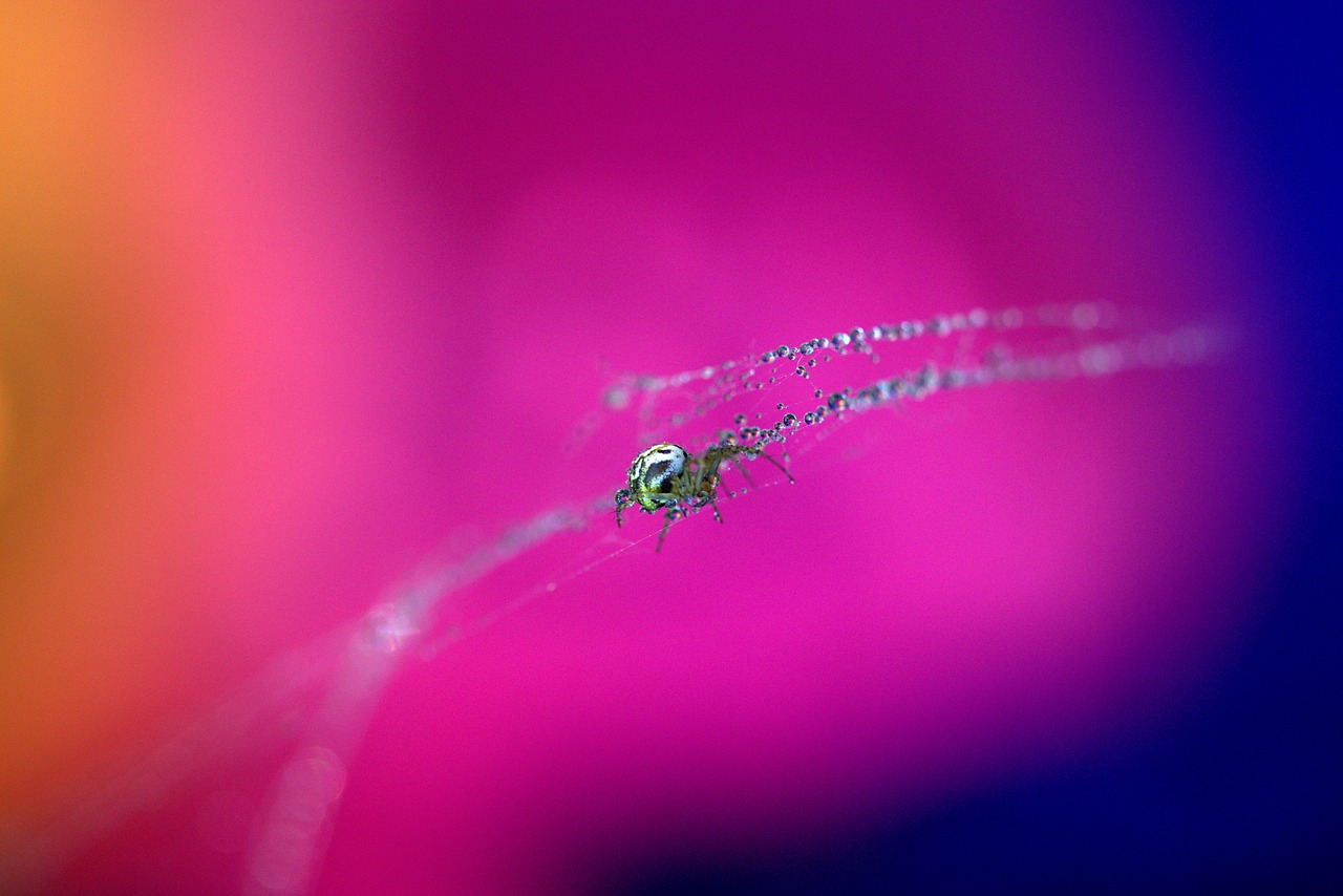 Image - spider spider web drops hooked