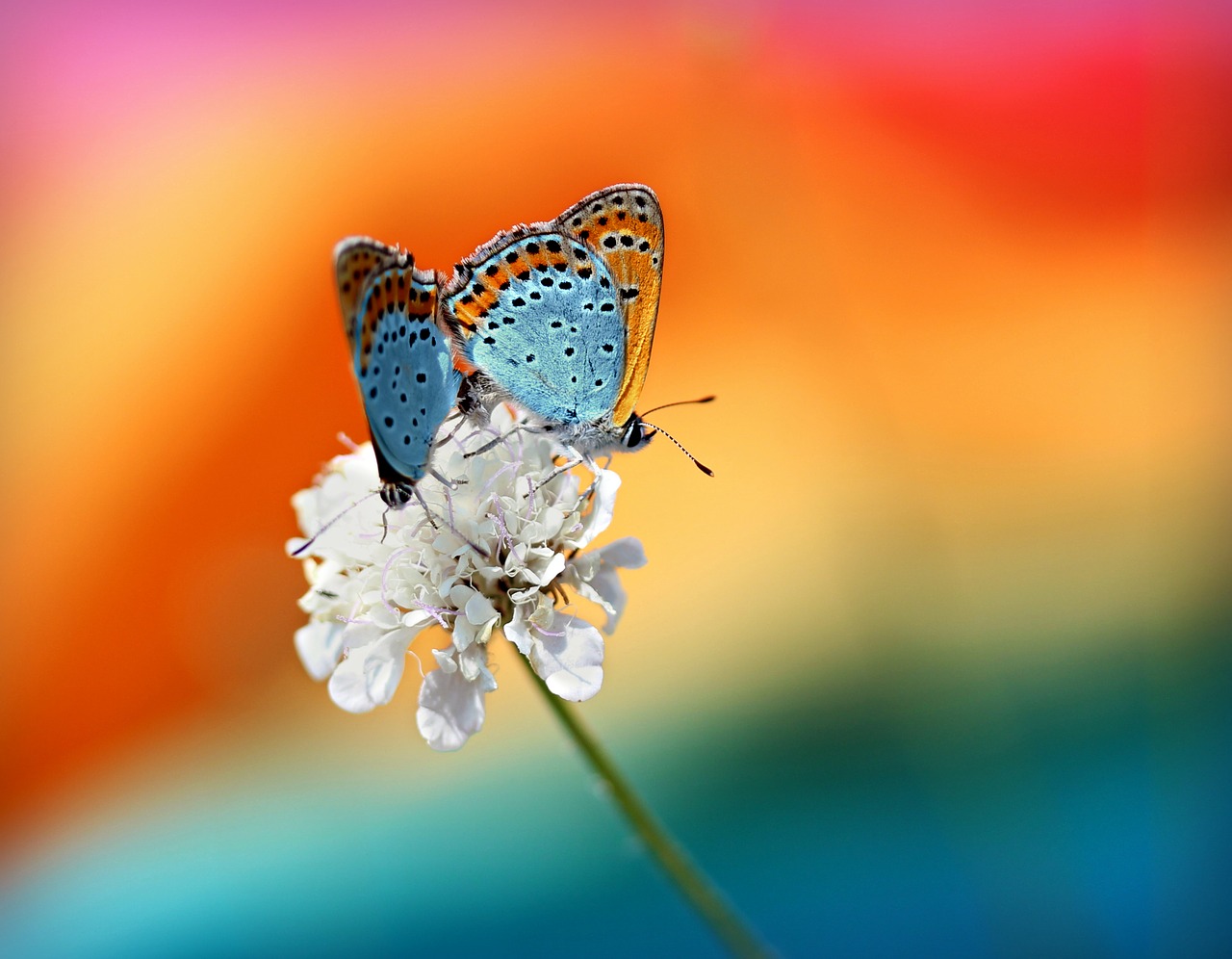Image - butterfly pair mating red wings