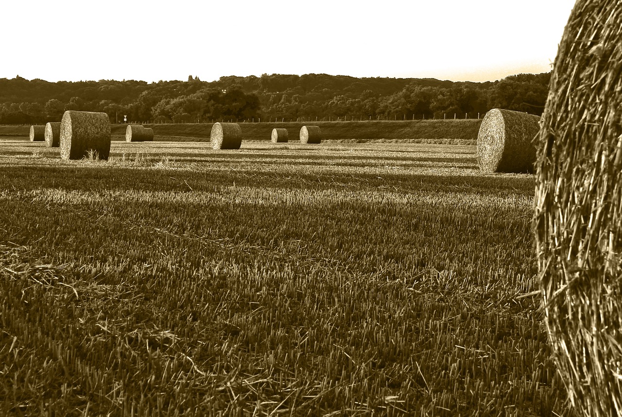 Image - field straw bales harvest straw