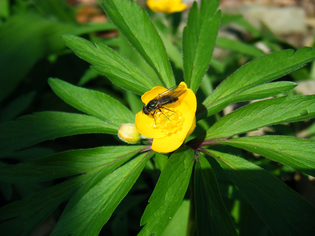 Image - insect fly hymenoptera green